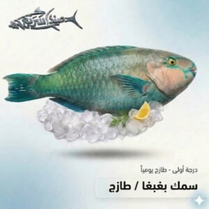 سمك بغبغاء كامل